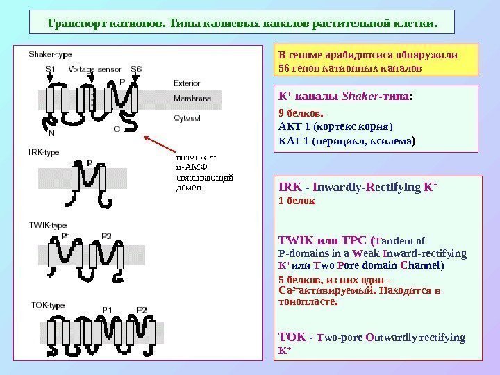 Транспорт катионов. Типы калиевых каналов растительной клетки. IRK - I nward ly - R