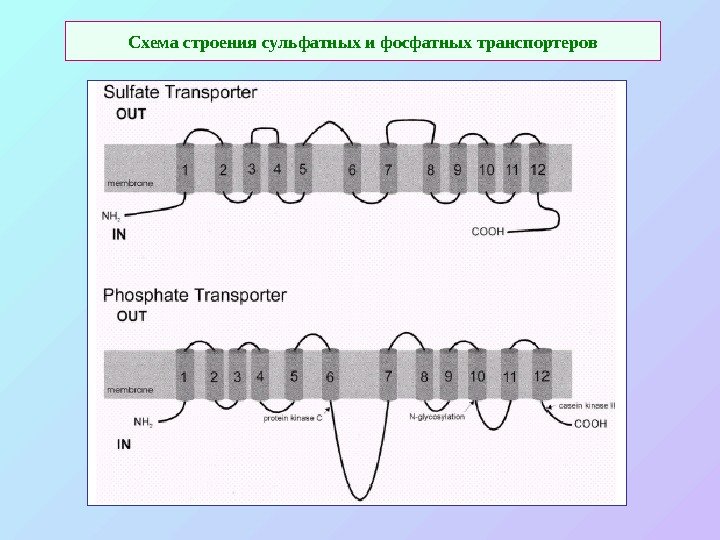 Схема строения сульфатных и фосфатных транспортеров 