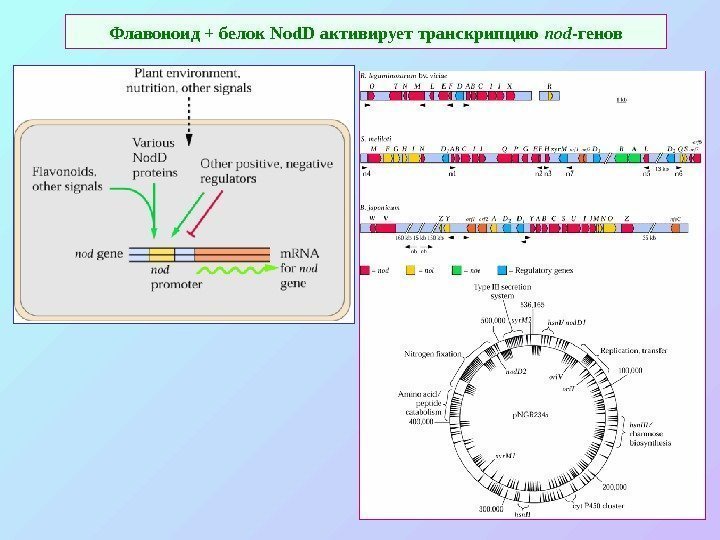 Флавоноид + белок Nod. D активирует транскрипцию nod -генов 