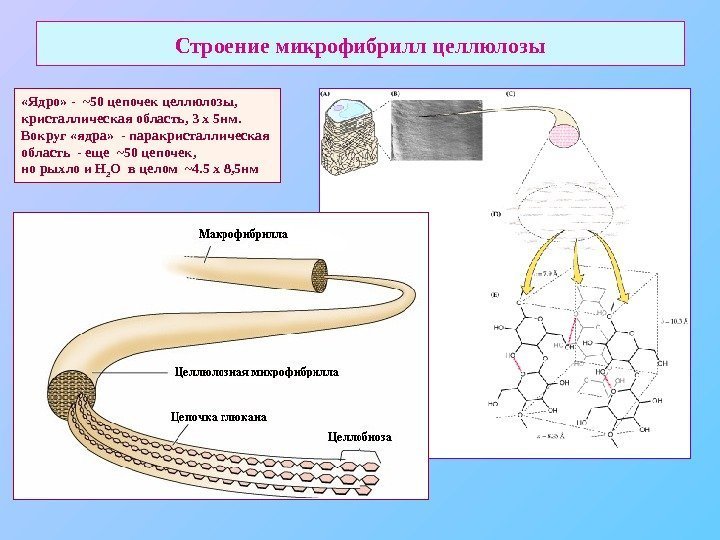   Строение микрофибрилл целлюлозы «Ядро» -  ~ 50 цепочек целлюлозы,  кристаллическая