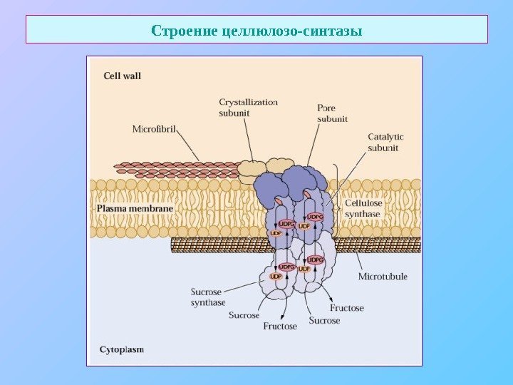   Строение целлюлозо-синтазы 