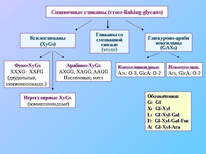   Сшивочные гликаны ( cross-linking glycans) Ксилоглюканы ( Xy. Gs) Гликаны со смешанной