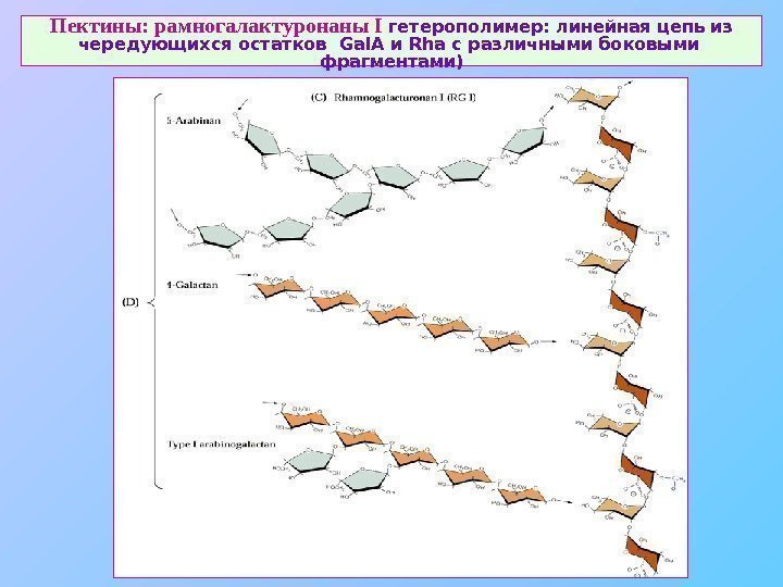   Пектины: рамногалактуронаны I  гетерополимер: линейная цепь из чередующихся остатков  Gal.