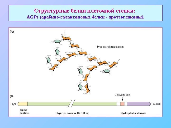   Структурные белки клеточной стенки:  AGPs ( арабино-галактановые белки - протеогликаны). 