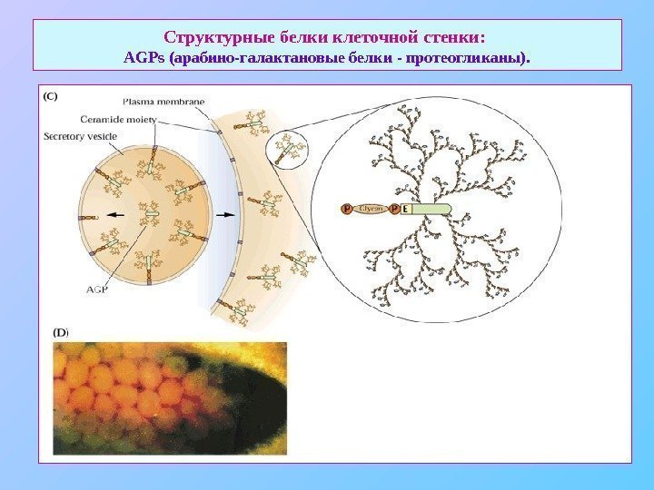   Структурные белки клеточной стенки:  AGPs ( арабино-галактановые белки - протеогликаны). 