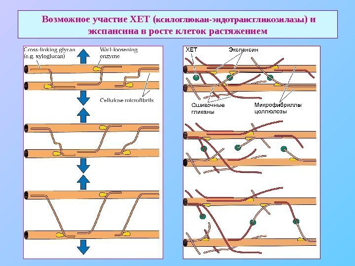  Возможное участие ХЕТ ( ксилоглюкан-эндотрансгликозилазы ) и экспансина в росте клеток растяжением 