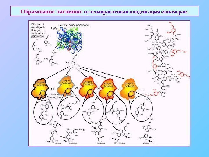   Образование лигнинов:  целенаправленная конденсация мономеров. 