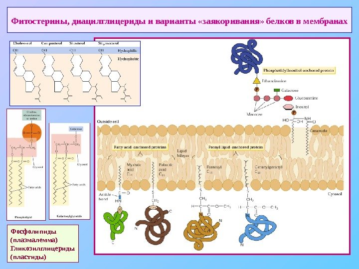   Фитостерины, диацилглицериды и варианты «заякоривания» белков в мембранах Фосфолипиды (плазмалемма) Гликозилглицериды (пластиды)