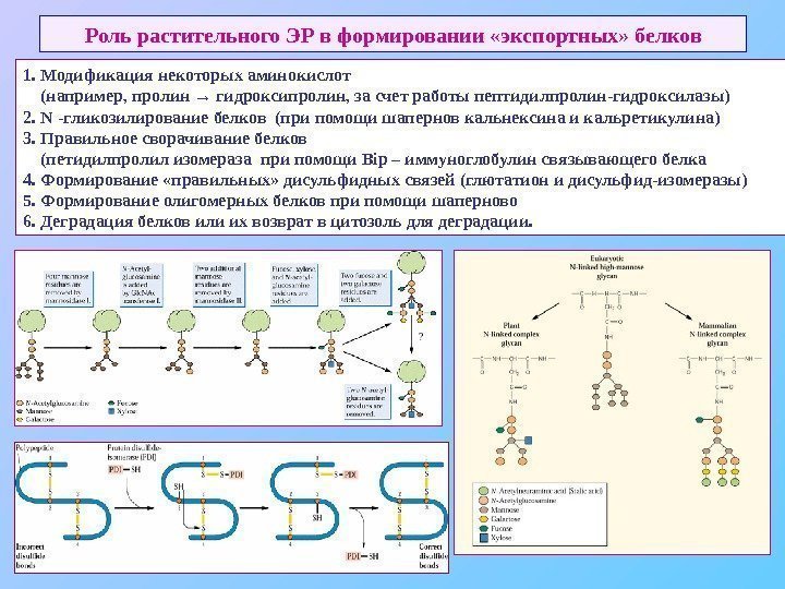   Роль растительного ЭР в формировании «экспортных» белков 1.  Модификация некоторых аминокислот