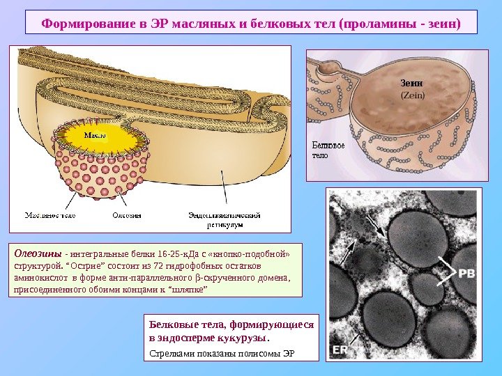   Формирование в ЭР масляных и белковых тел (проламины - зеин) Белковые тела,