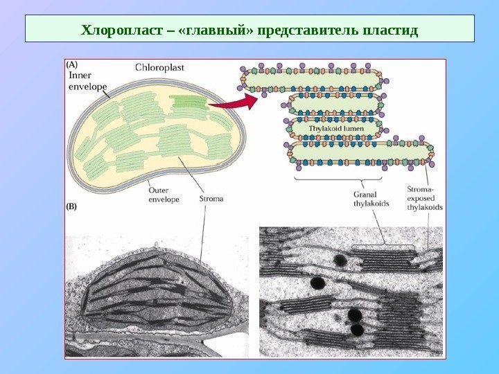   Хлоропласт – «главный» представитель пластид 