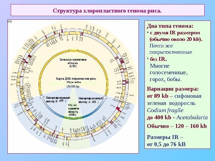   Структура хлоропластного генома риса.  Два типа генома:  •  c