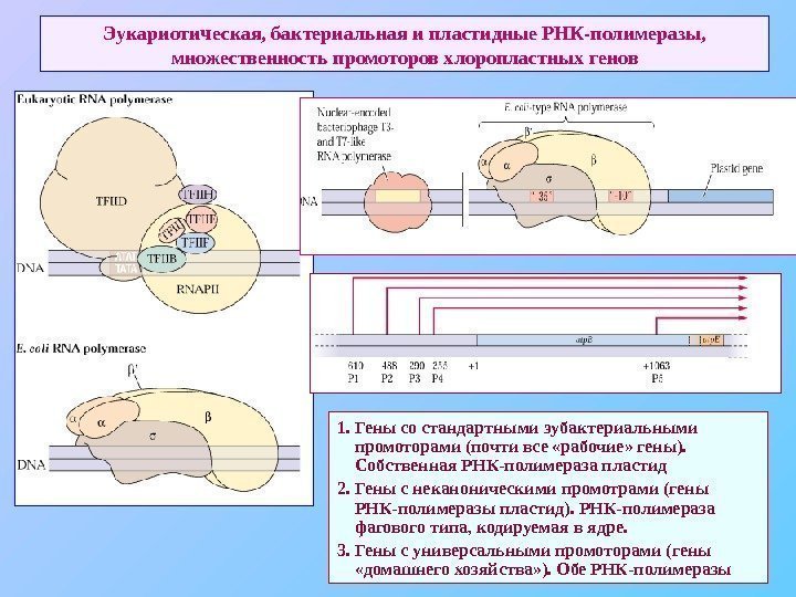   Эукариотическая, бактериальная и пластидные РНК-полимеразы,  множественность промоторов хлоропластных генов 1. Гены