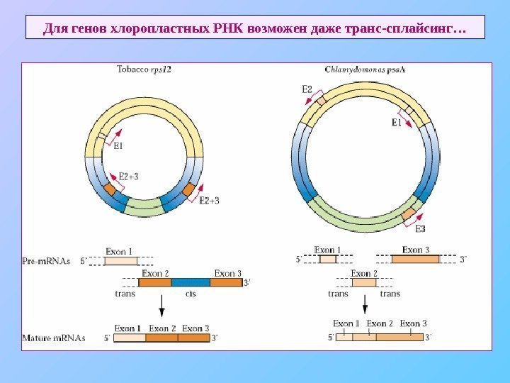   Для генов хлоропластных РНК возможен даже транс-сплайсинг… 