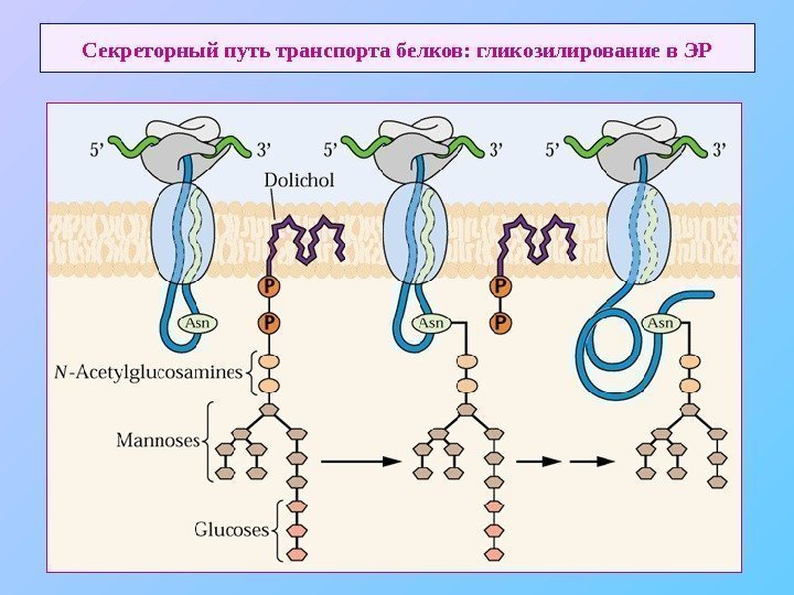   Секреторный путь транспорта белков: гликозилирование в ЭР 
