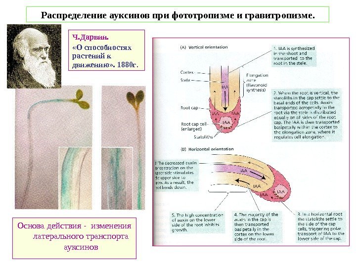   Распределение ауксинов при фототропизме и гравитропизме. Основа действия - изменения латерального транспорта