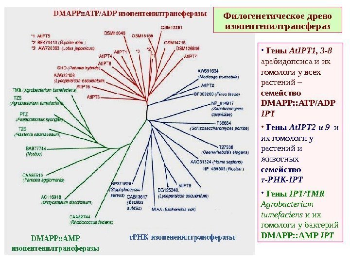   Филогенетическое древо изопентенилтрансфераз •  Гены At. IPT 1, 3 -8 