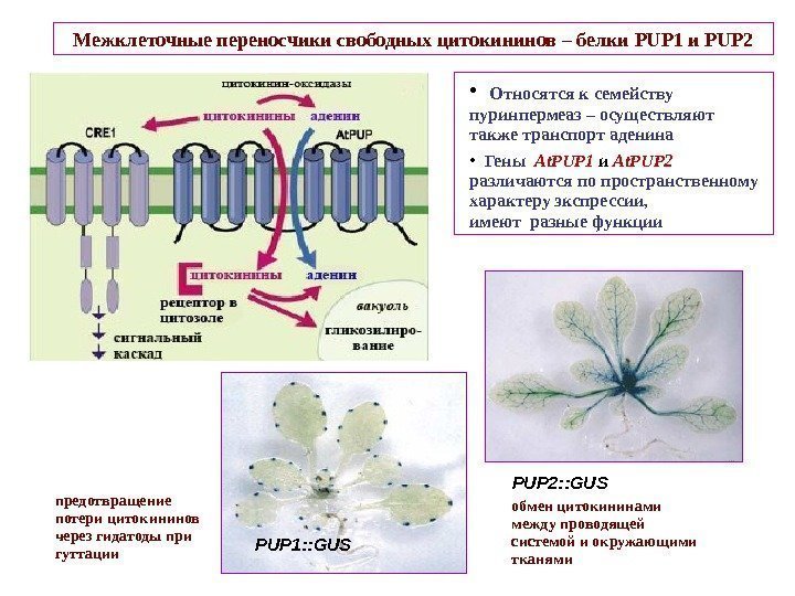   Межклеточные переносчики свободных цитокининов – белки PUP 1 и PUP 2 •