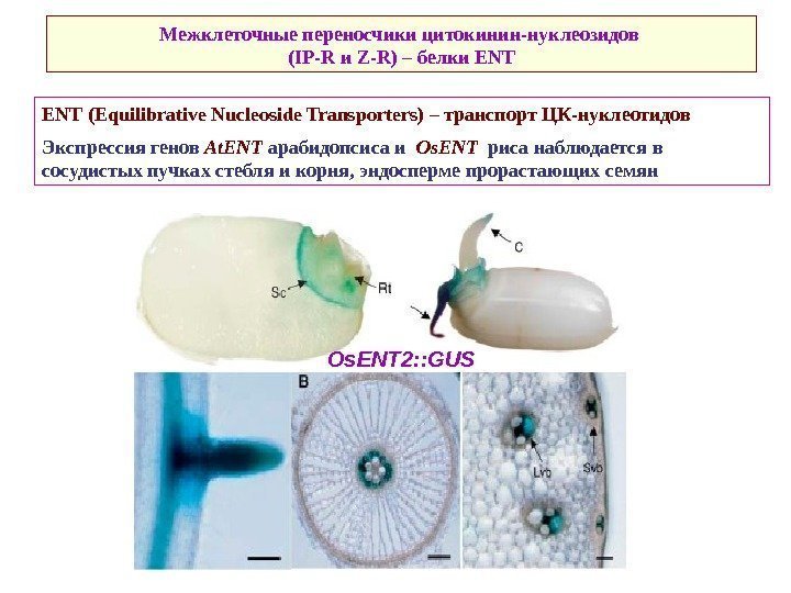   Межклеточные переносчики цитокинин-нуклеозидов (IP-R и Z-R) – белки ENT ( Equilibrative Nucleoside