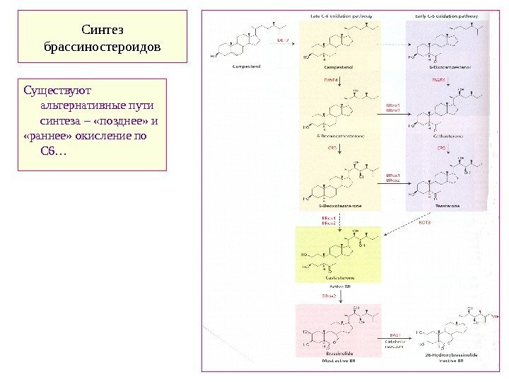   Синтез брассиностероидов Существуют альтернативные пути  синтеза – «позднее» и «раннее» окисление