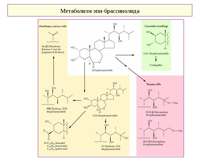   Метаболизм эпи-брассинолида 