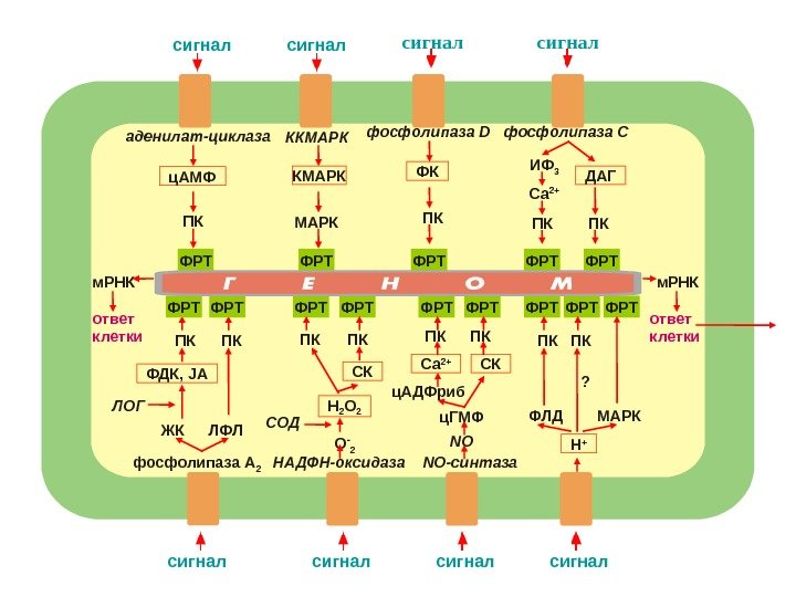   сигнал аденилат-циклаза ПКц. АМФ сигнал ККМАРК сигнал фосфолипаза D ФК ПК сигнал