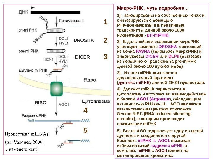   Микро-РНК , чуть подробнее… 1).  закодированы на собственных генах и синтезируются