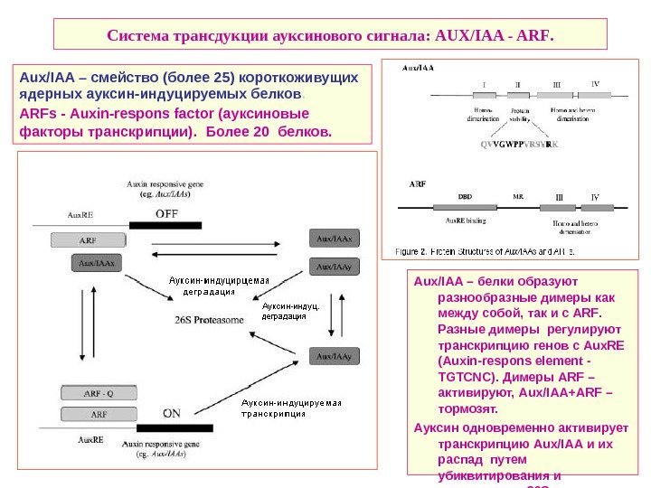   Система трансдукции ауксинового сигнала:  AUX/IAA - ARF. Aux / IAA –