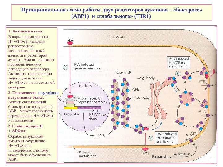   Принципиальная схема работы двух рецепторов ауксинов – «быстрого»  (АВР 1) и