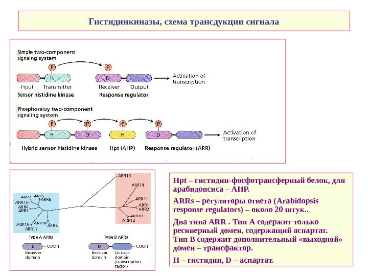   Гистидинкиназы, схема трансдукции сигнала Н pt – гистидин-фосфотрансферный белок, для арабидопсиса –