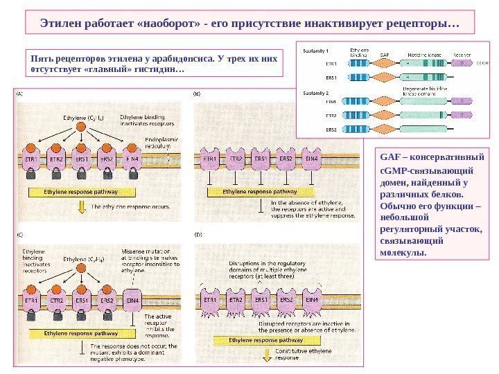   Этилен работает «наоборот» - его присутствие инактивирует рецепторы… Пять рецепторов этилена у