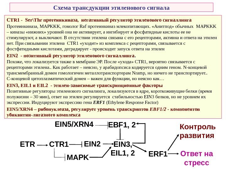   Схема трансдукции этиленового сигнала ETR CTR 1 EIN 2 EIN 3, EIL