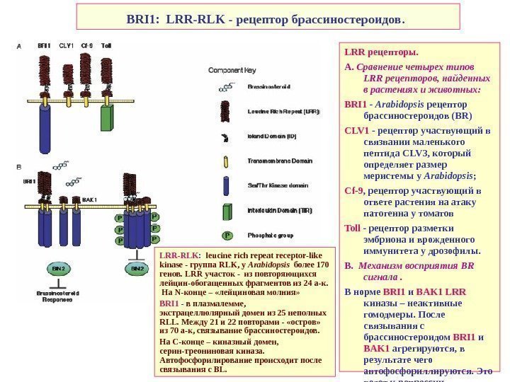   BRI 1: LRR-RLK - рецептор брассиностероидов.  LRR рецепторы.  А. 