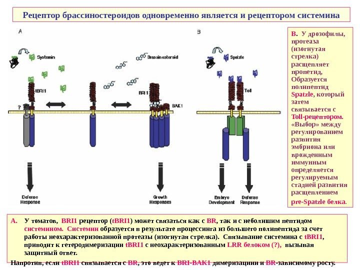   Рецептор брассиностероидов одновременно является и рецептором системина А. У томатов,  BRI
