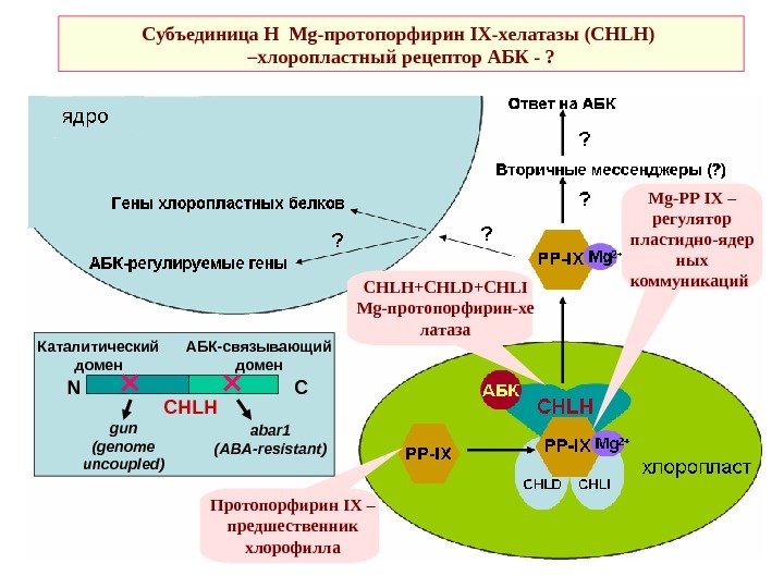   Субъединица Н  Mg -протопорфирин IX -хелатазы ( CHLH )  –хлоропластный