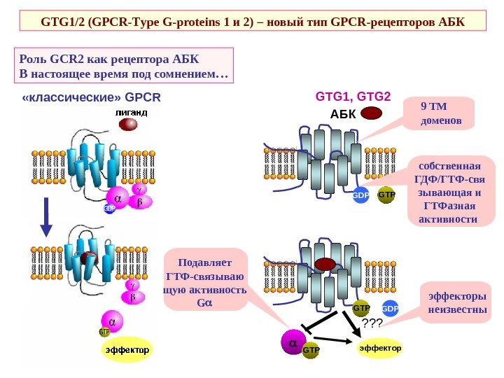   Роль GCR 2 как рецептора АБК В настоящее время под сомнением… GTG