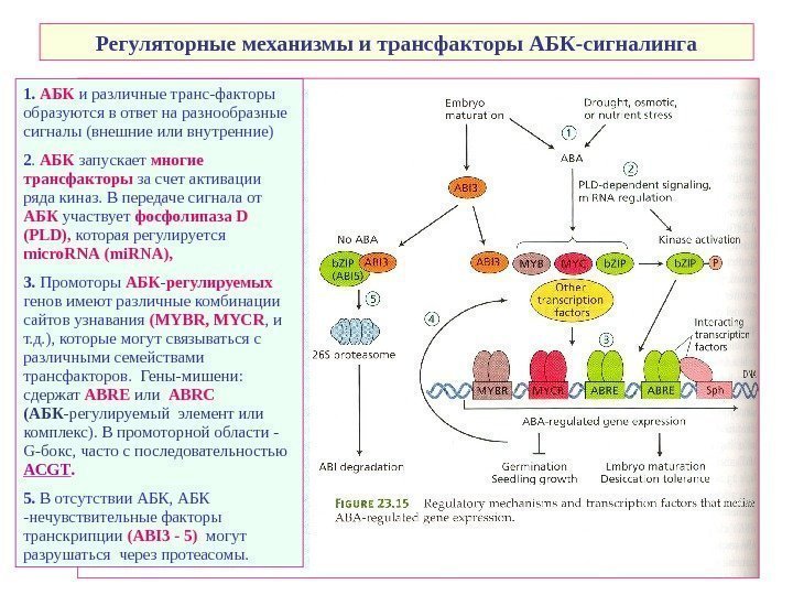   Регуляторные механизмы и трансфакторы АБК-сигналинга 1.  АБК и различные транс-факторы образуются