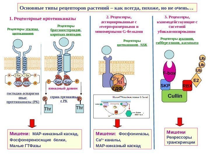   Основные типы рецепторов растений – как всегда, похоже, но не очень… 1.