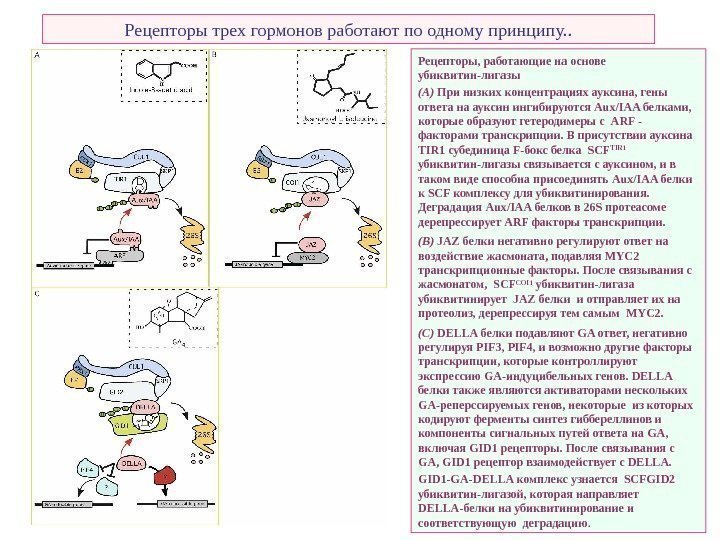   Рецепторы трех гормонов работают по одному принципу. . Рецепторы, работающие на основе