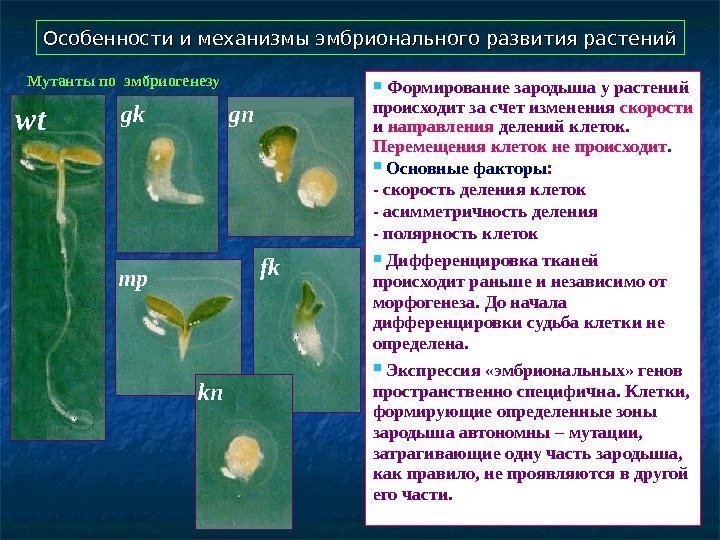   Особенности и механизмы эмбрионального развития растений Формирование зародыша у растений происходит за