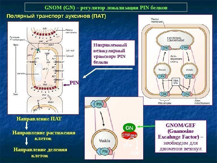   GNOM (G N ) – регулятор локализации PIN белков PIN Направление ПАТ