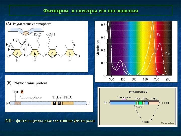   Фитохром и спектры его поглощения NBNB – фотостационарное состояние фитохрома 