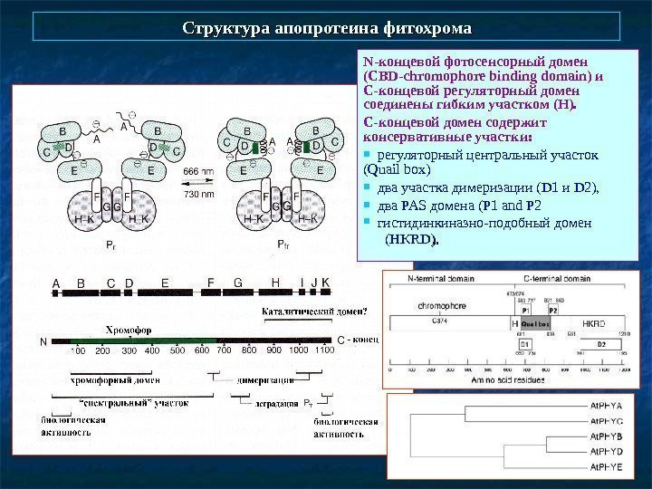   Структура апопротеина фитохрома N -концевой фотосенсорный домен ( CBD - chromophore binding