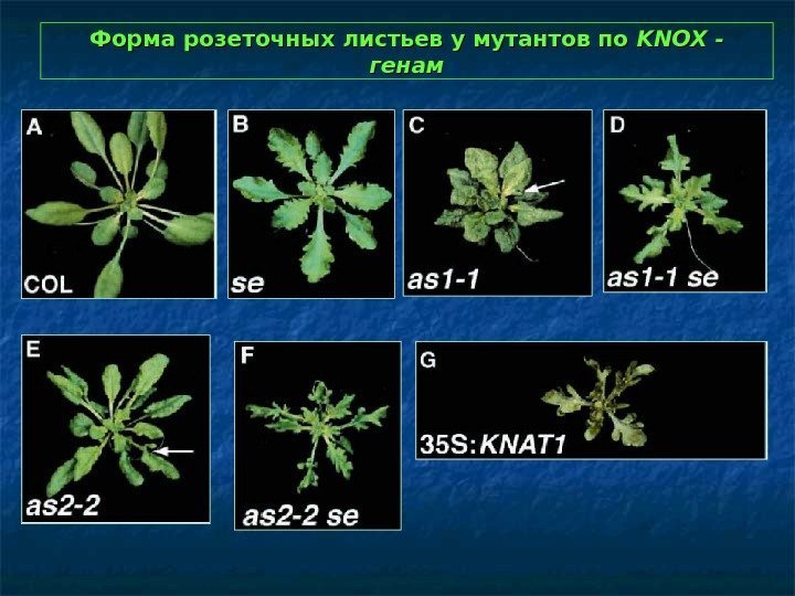   Форма розеточных листьев у мутантов по KNOX - генам 