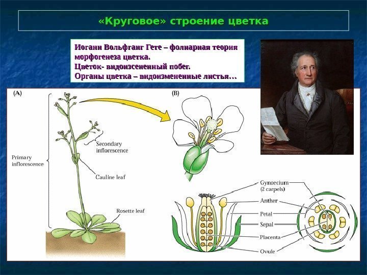  «Круговое» строение цветка Иоганн Вольфганг Гете – – фолиарная теория морфогенеза цветка.