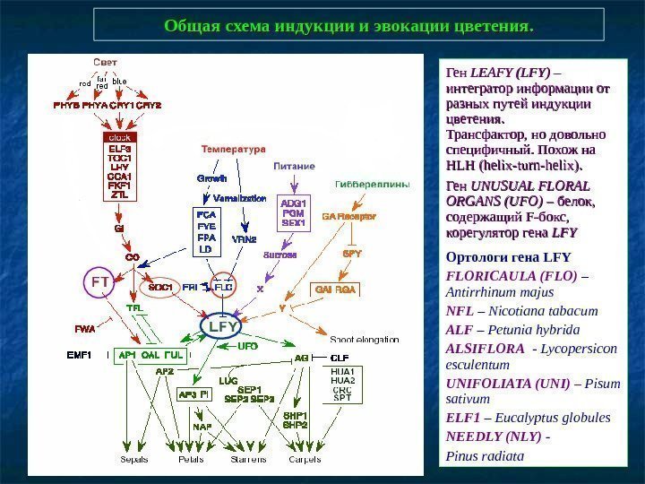   Общая схема индукции и эвокации цветения. Ген LEAFY (LFY) – интегратор информации