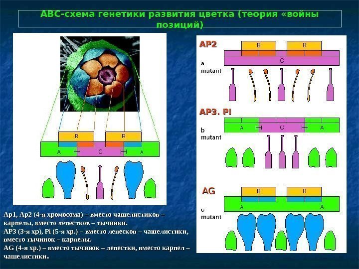   АВС-схема генетики развития цветка (теория «войны позиций) Ap 1 , , 
