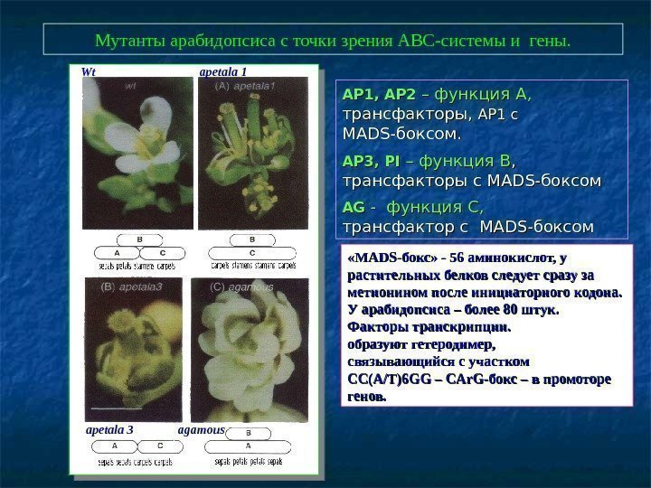  Мутанты арабидопсиса с точки зрения АВС-системы и гены. AP 1, AP 2 –