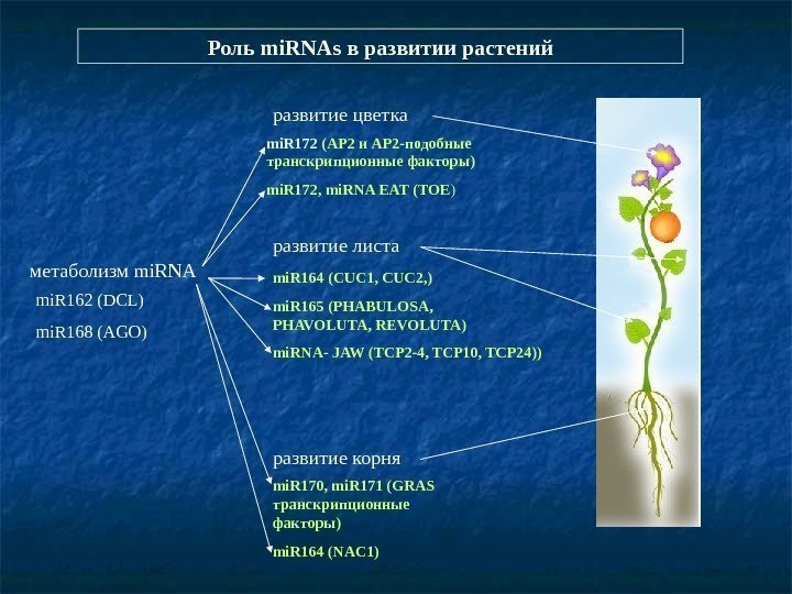   Роль mi. RNAs в развитии растений развитие цветка развитие листа развитие корня