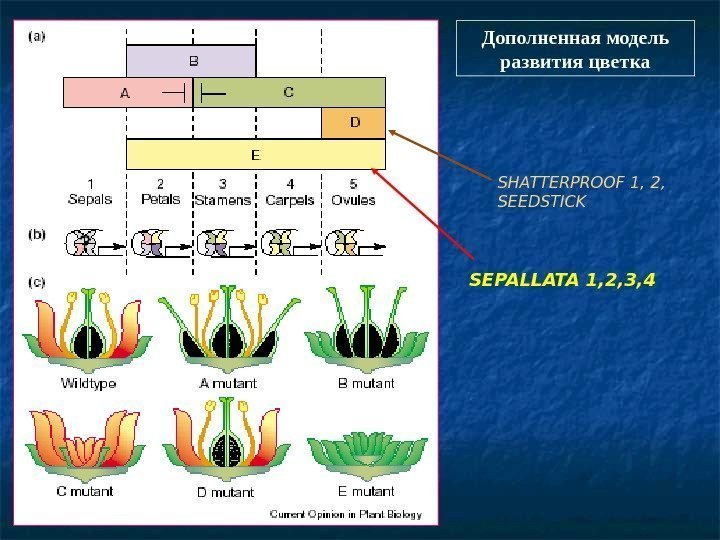   Дополненная модель развития цветка SHATTERPROOF 1, 2,  SEEDSTICK SEPALLATA  1,